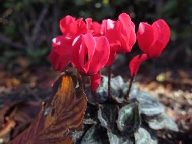 ポートアイランドキャンパス11月の花の様子