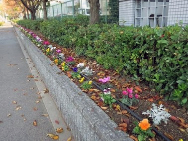 ポートアイランドキャンパス11月の花の様子