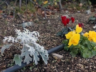 ポートアイランドキャンパスの花の様子