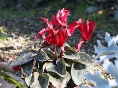 ポートアイランドキャンパスの花の様子