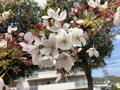 須磨妙法寺川さくらまつりの様子