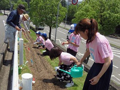 コスモスの種まきの様子