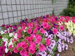 6月のキャンパスの花