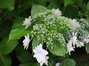 ポートアイランドキャンパスの中庭の花3