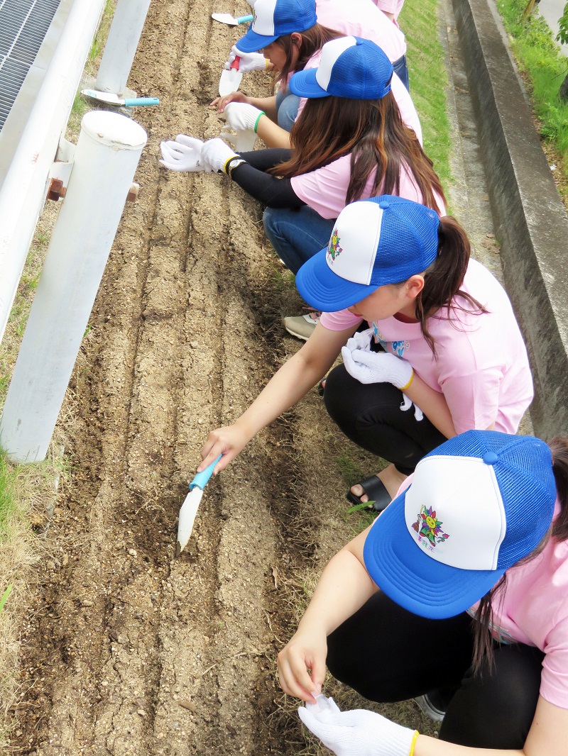 19年度 コスモスの種まき実施 神戸女子大学